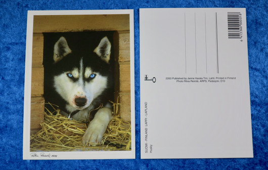 Postikortti husky kurkistaa kopista