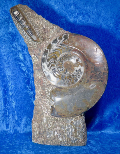 Fossiiliveistos iso ammoniitti ja oikosarvifossiiliveistos 19,5kg 