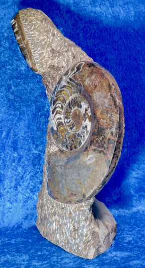 Fossiiliveistos iso ammoniitti ja oikosarvifossiiliveistos 19,5kg 
