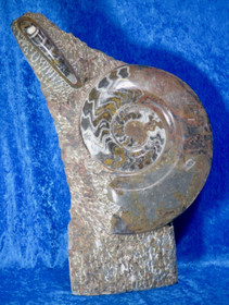 Fossiiliveistos iso ammoniitti ja oikosarvifossiiliveistos 19,5kg 