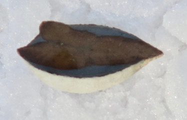 Glendoniitti 6cm 47g ikaiitti, halkaistu