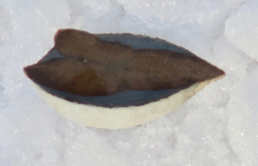 Glendoniitti 6cm 47g ikaiitti, halkaistu