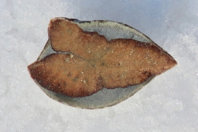 Glendoniitti 6cm 47g ikaiitti, halkaistu