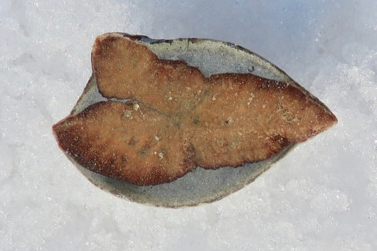 Glendoniitti 6cm 47g ikaiitti, halkaistu