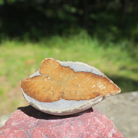 Glendoniitti 6cm 47g ikaiitti, halkaistu