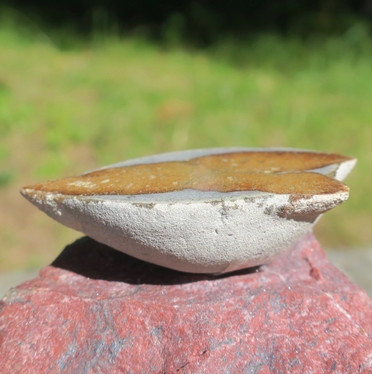 Glendoniitti 6cm 47g ikaiitti, halkaistu