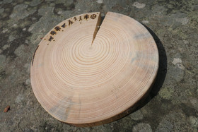 Pannunalunen kelohonka 19cm LAPIN KYLÄ