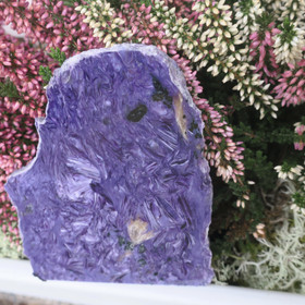 Tsharoiitti siivu 236g 125x95x10mm Extra laatua, harvinainen!