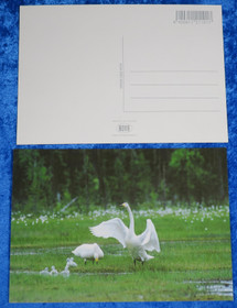 Postikortti joutsenet, koko perhe pellolla