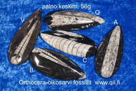 Orthoceras-oikosarvifossiili hiottu pisaran muotoon, paino keskim 56g
