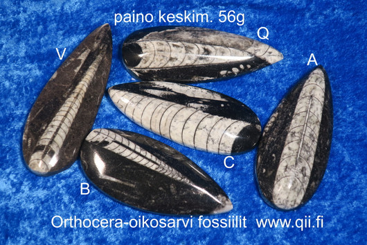 Orthoceras-oikosarvifossiili hiottu pisaran muotoon, paino keskim 56g