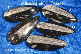 Orthoceras-oikosarvifossiili hiottu pisaran muotoon, paino keskim 67g