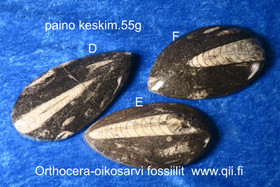Orthoceras-oikosarvifossiili hiottu pisaran muotoon, paino keskim 55g