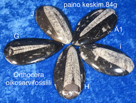 Orthoceras-oikosarvifossiili hiottu pisaran muotoon, paino keskim 84g