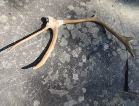 Poronsarvi kokonainen aito sarvi. Suomen Lapista nro2