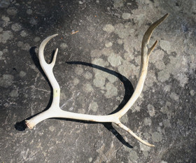 Poronsarvi aito kokonainen sarvi nro5 Suomen Lapista