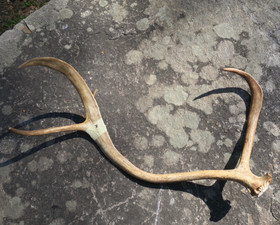 Poronsarvi aito kokonainen sarvi nro7 Suomen Lapista