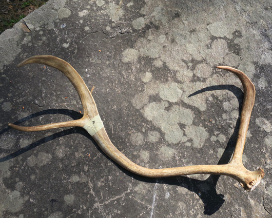 Poronsarvi aito kokonainen sarvi nro7 Suomen Lapista