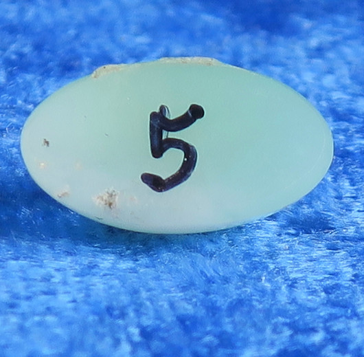 Kapussi krysopraasi, ovaali vihreä 8x15mm nro5