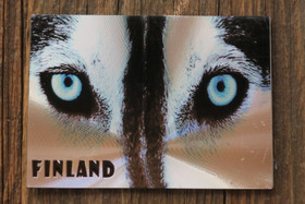 Magneetti huskyn siniset silmät