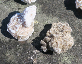 Hiekkaruusu  2-3g  aavikkoruusu