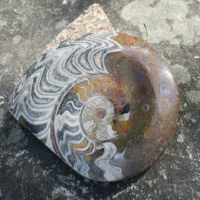 Ammoniitti fossiili 2,8kg Marokko