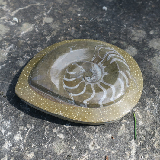 Ammoniitti 14cm  550g fossiili B