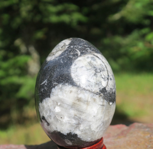 Muna Orthoceras-oikosarvifossiili 173g 60mm nro B