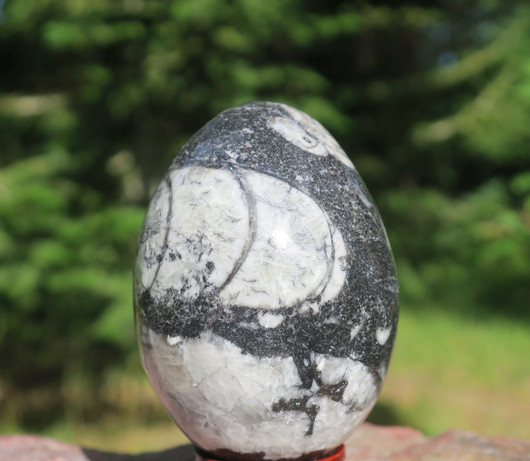 Muna Orthoceras-oikosarvifossiili 173g 60mm nro B