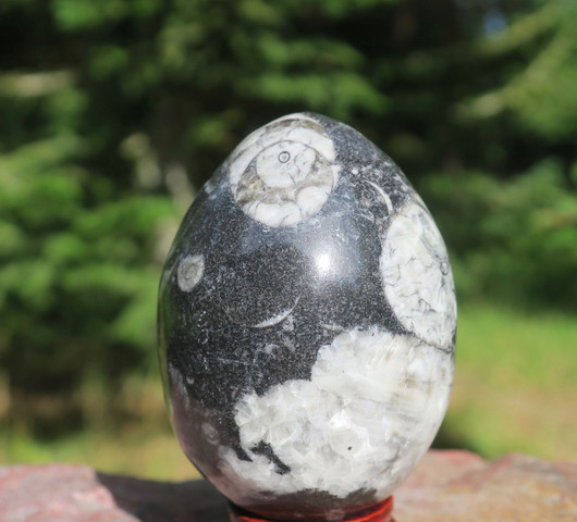 Muna Orthoceras-oikosarvifossiili 173g 60mm nro B