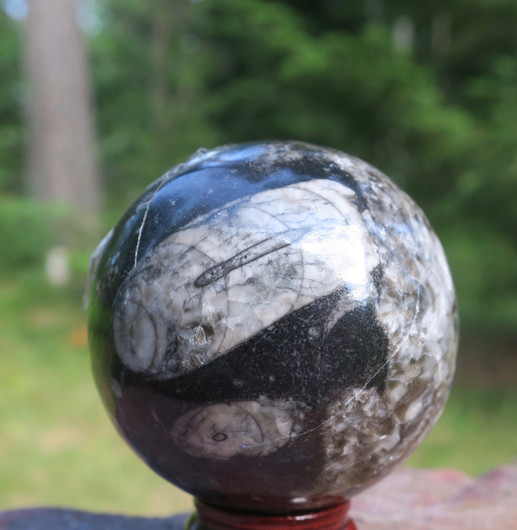 Fossiilipallo Orthoceras-oikosarvi 278g 55mm nroB