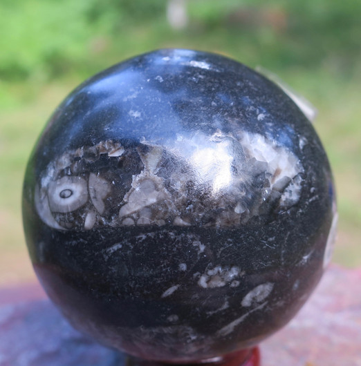 Fossiilipallo Orthoceras-oikosarvi 278g 55mm nroB