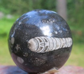 Fossiilipallo Orthoceras-oikosarvi 265g 53mm nroC