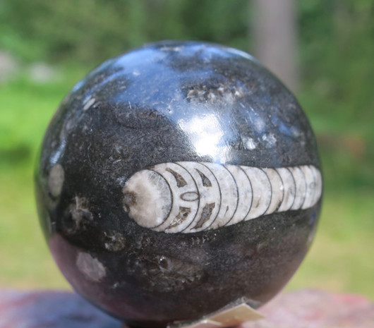 Fossiilipallo Orthoceras-oikosarvi 265g 53mm nroC