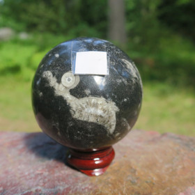 Fossiilipallo Orthoceras-oikosarvi 321g 55mm nroA