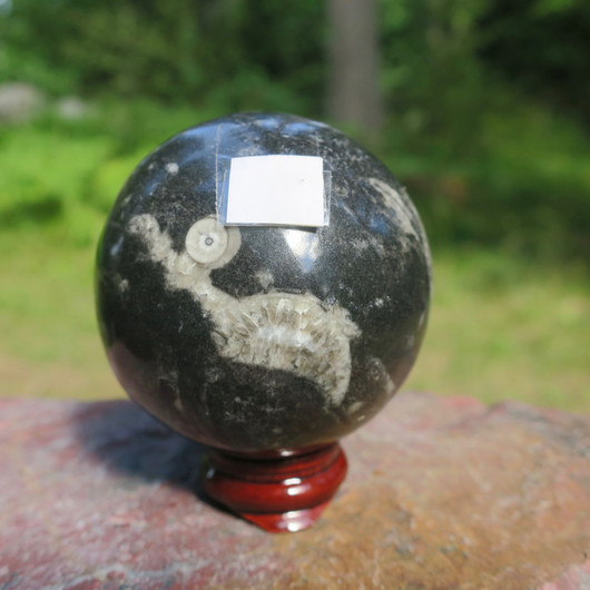 Fossiilipallo Orthoceras-oikosarvi 321g 55mm nroA