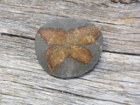 Rintakoru Glendoniitti ikaiitti