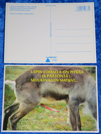 Postikortti Poro - lapin lomalla on pitkää ja päätöntä...