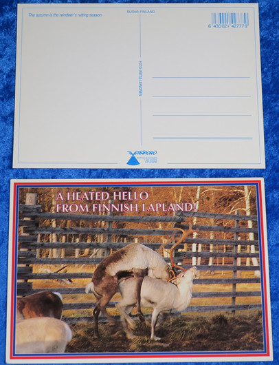 Postikortti porot - A heated hello from Finnish Lapland