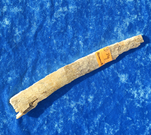 Mammutin luu 34g 19cm nro hima1