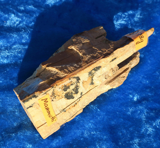 Mammutin luu 78g 10cm nro hima2