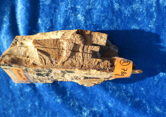 Mammutin luu 78g 10cm nro hima2