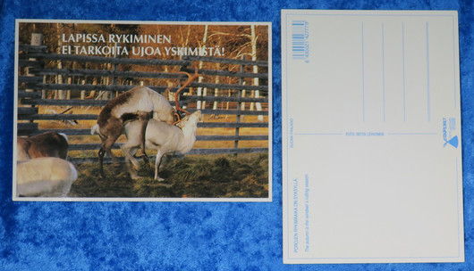 Postikortti porot rykimässä