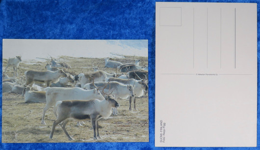Postikortti porotokka keväällä