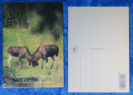 Postikortti hirvet uros ja naaras kesällä