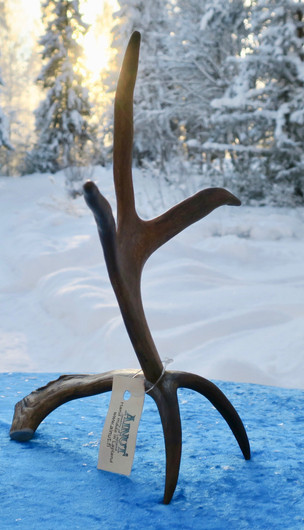 Poronsarviteline 3-haarainen korkeus 25cm 