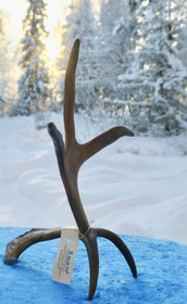 Poronsarviteline 3-haarainen korkeus 25cm 