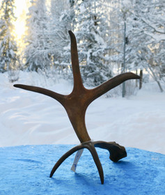 Poronsarviteline 3-haarainen korkeus 25cm 