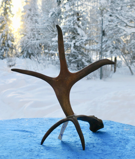 Poronsarviteline 3-haarainen korkeus 25cm 