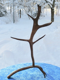 poronsarviteline korkeus 52cm 5-haarainen pöytäkoriste